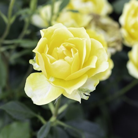 Rosa Gold Reef ('Pouldom') | Bush Rose