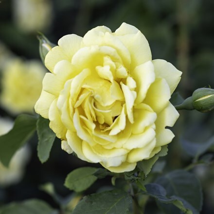 Rosa Golden Gate ('Korgolgat')