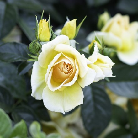 Rosa Hansestadt Rostock ('Tan04603') (F)