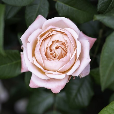Rosa Jean de la Fontaine ('Meiffable') (HT)