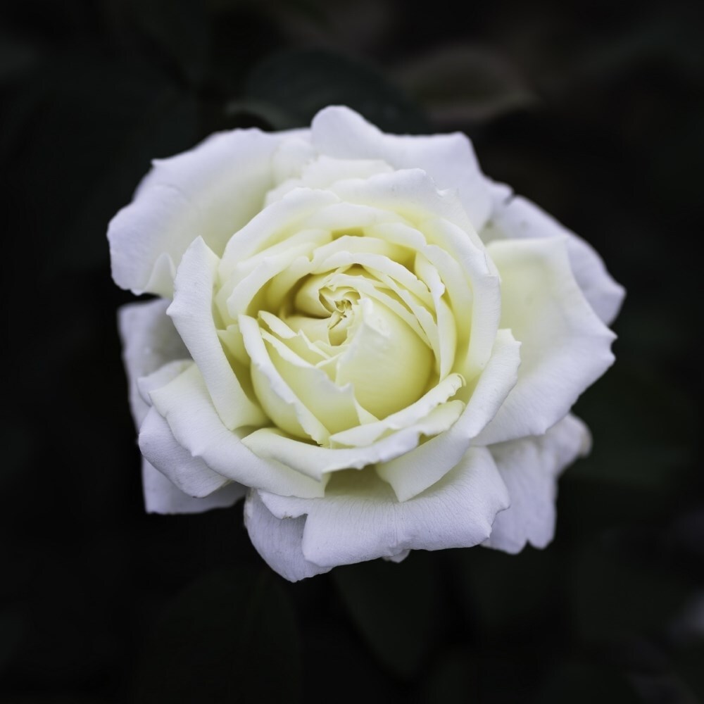 <i>Rosa</i> <b class=small-caps>The Diamond Wedding Rose</b> ('Meidiaphaz') | Hybrid Tea Rose