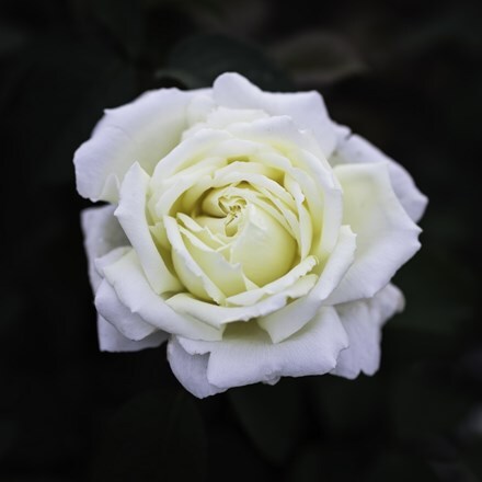 Rosa The Diamond Wedding Rose ('Meidiaphaz') (HT)