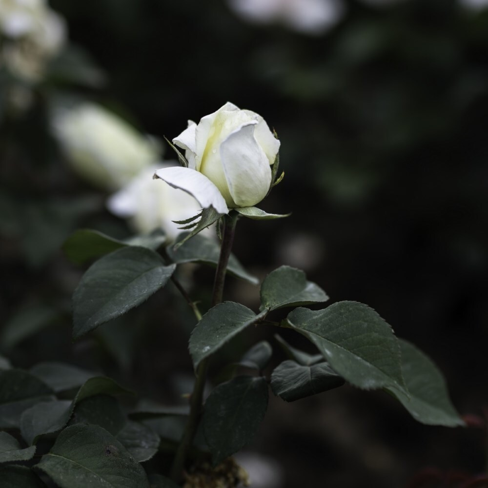 <i>Rosa</i> <b class=small-caps>The Diamond Wedding Rose</b> ('Meidiaphaz') | Hybrid Tea Rose
