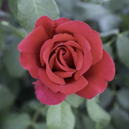 Rosa Jubilé Papa Meilland ('Meiceazar') (HT)
