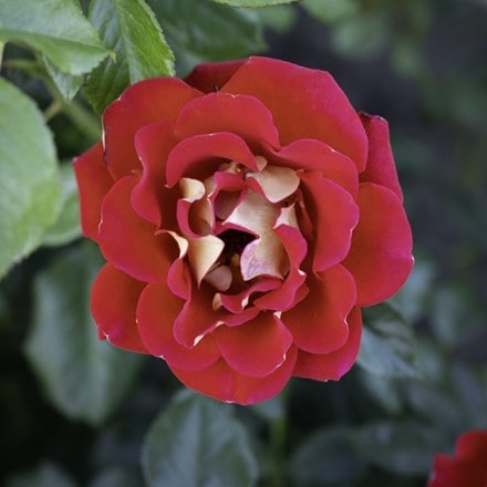 Rosa Snazzee ('Wekzazette') (F)