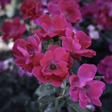 Rosa Knock Out ('Radrazz') (s)