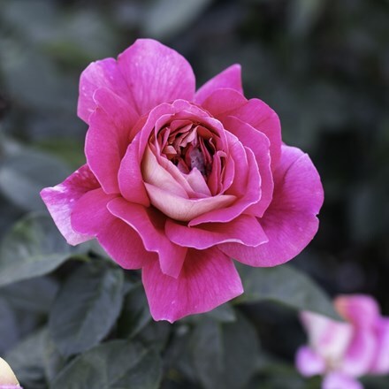 Rosa Kronenbourg ('Macbo') (HT)