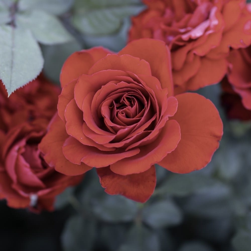 Rose Lady in Red (shrub)