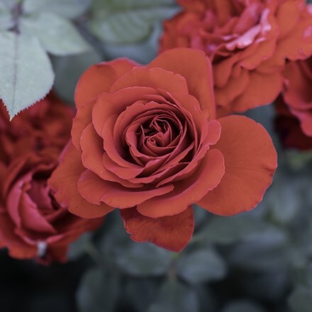 Rosa Lady in Red ('Sealady')
