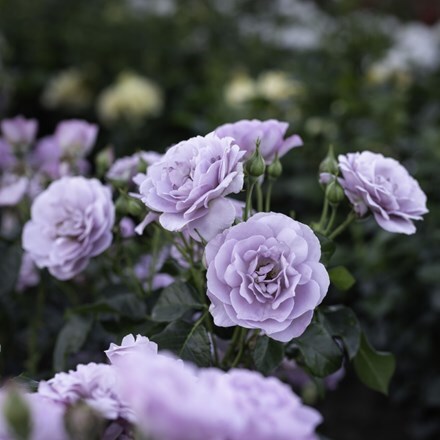 Rosa Lady Perfume ('Weapeawby')