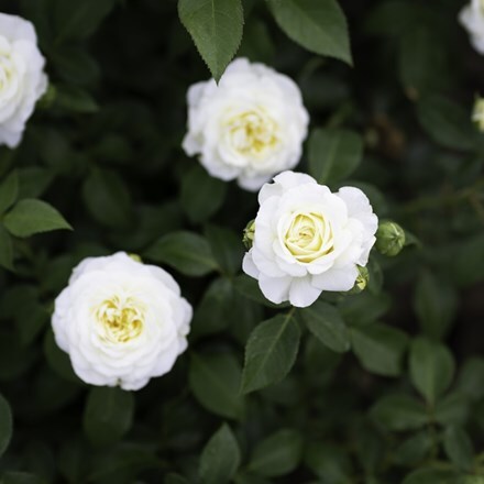 Rosa Lady Romantica ('Meiperette')
