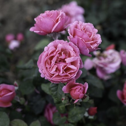 Rosa Sweet Parfum de Provence ('Meiclusif') (HT)