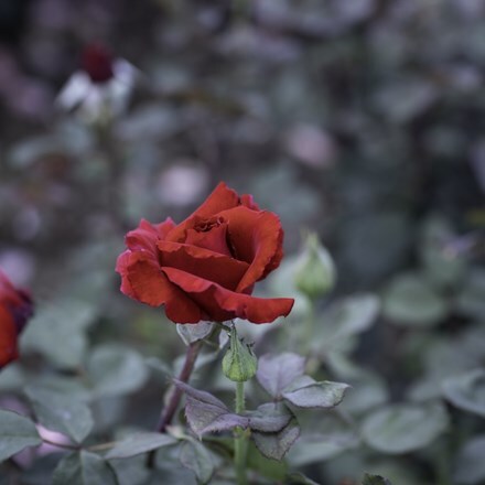 Rosa Graf Lennart ('Meisoyris')