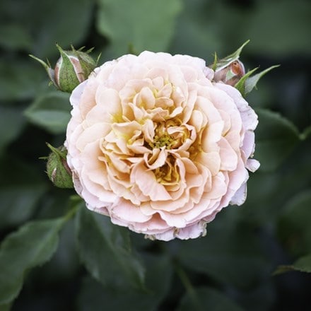 Rosa Romantic Dreams ('Meilomit') (F)