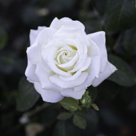 Rosa Wedding Rose ('Tan08087') (HT)