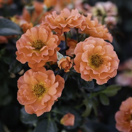 Rosa 'Wekaltlive'