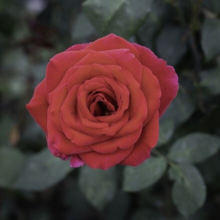 Rosa 'Mister Lincoln' (HT)