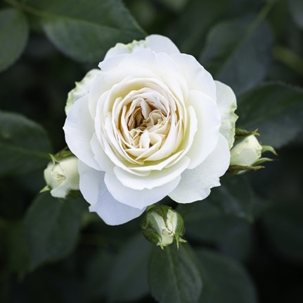 Rosa Pastella ('Tan98130') (F)