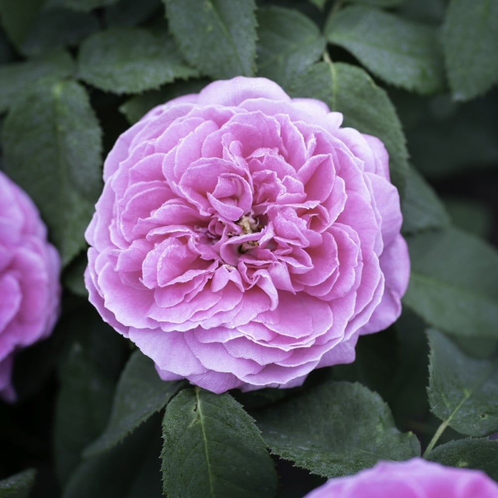 Rose × centifolia (syn. Rosa Des Peintres) (bush)