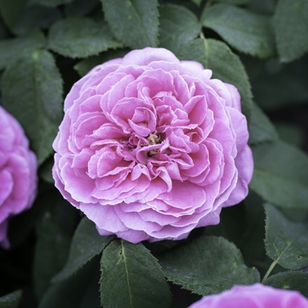 Rosa × centifolia
