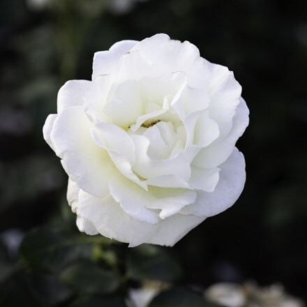 Rosa Snow Waltz ('Tanrezlaw')