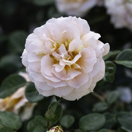Rosa Schöne vom See ('Korbylosang') (F)