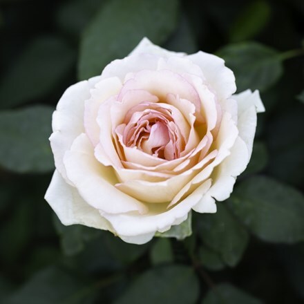 Rosa Souvenir de Baden-Baden ('Korsouba') (HT)