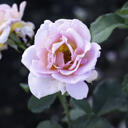 Rosa Tiffany Victory ('Poulhi008')