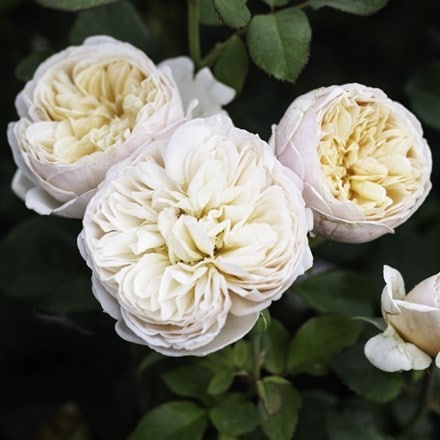 Rosa Alexandrine ('Meigapencey') (HT)