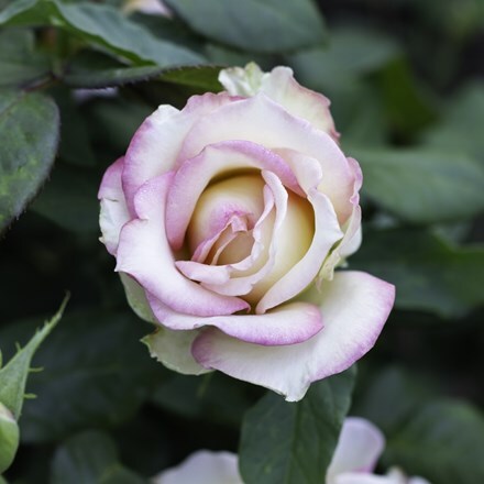 Rosa Origami ('Meimozahiq') (F)