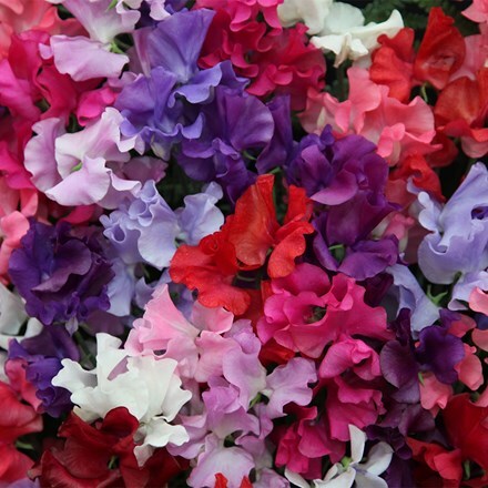 Lathyrus odoratus Spencer Waved Mixed