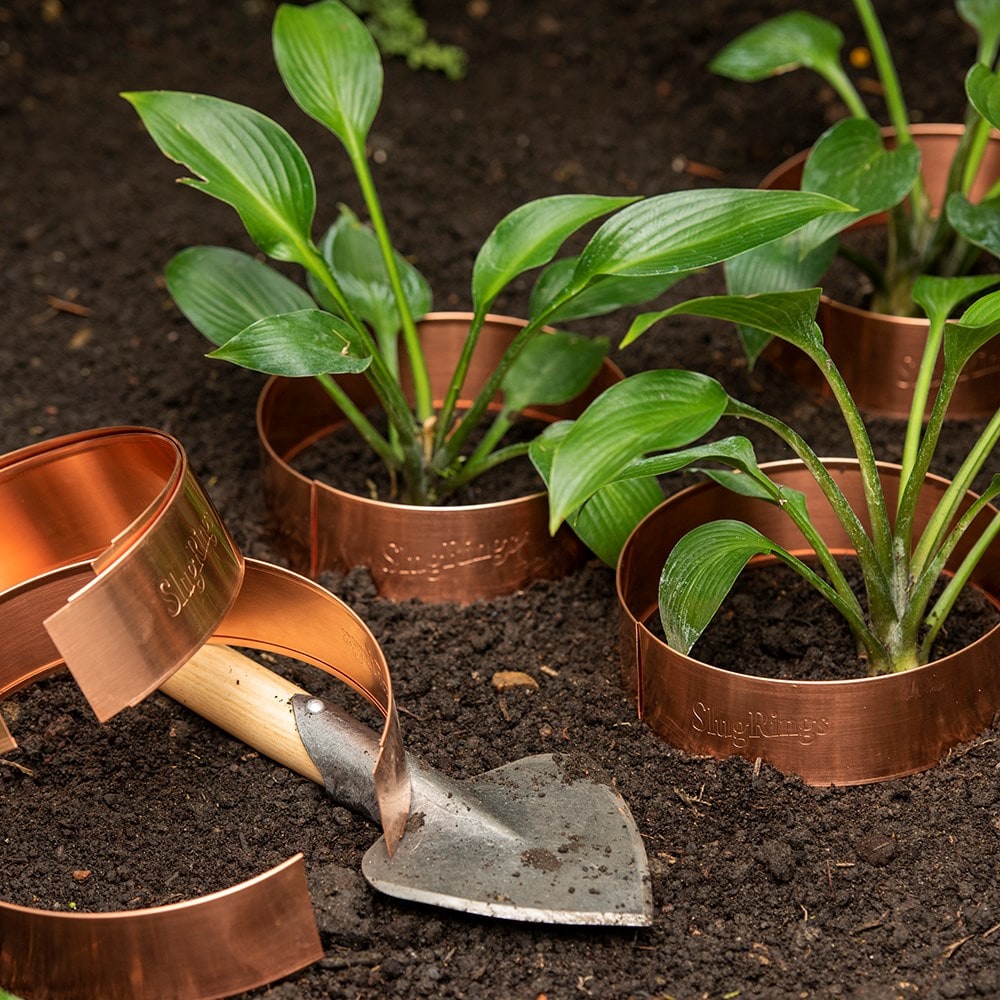 Product options image