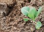 Strulch organic garden mulch