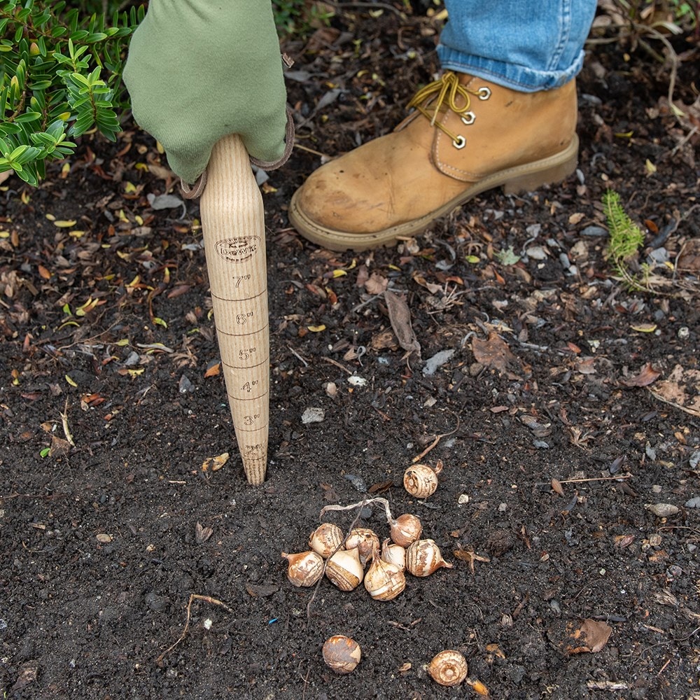 Product options image