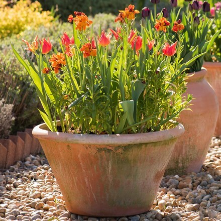 Buy Lucca terracotta pot: Delivery by Crocus