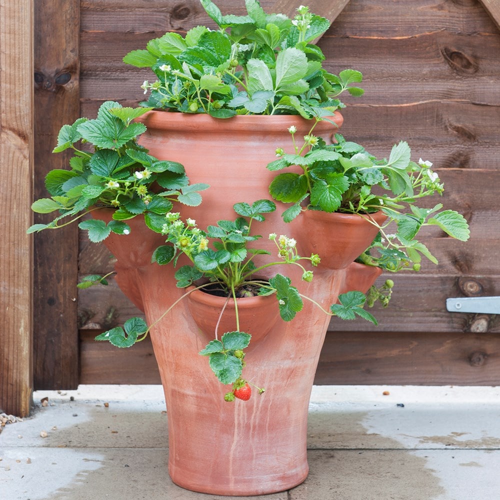 Image of Terracotta strawberry planter pot