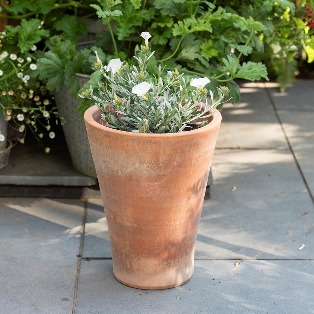 Empoli terracotta lily pot