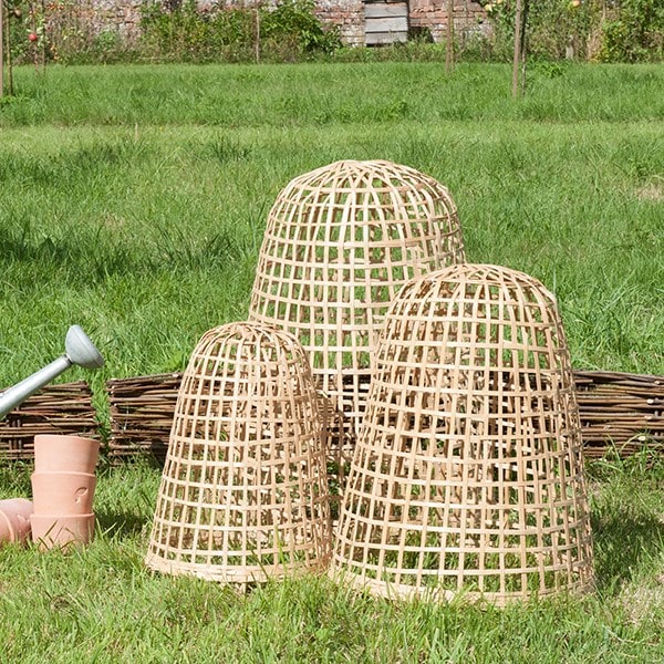 Buy Bamboo cloche