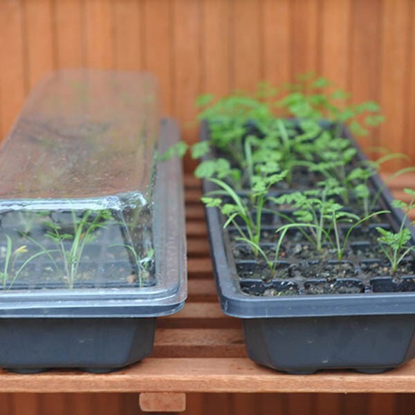 Buy Windowsill seed and plant raising kit