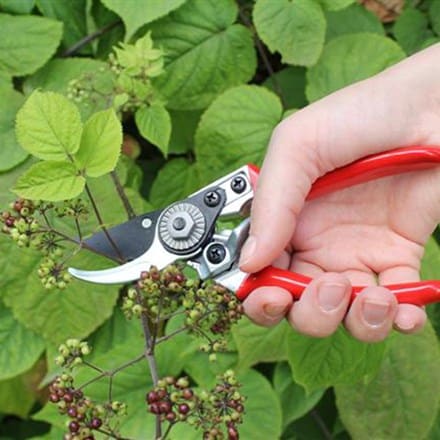 Picture of Darlac bypass secateurs