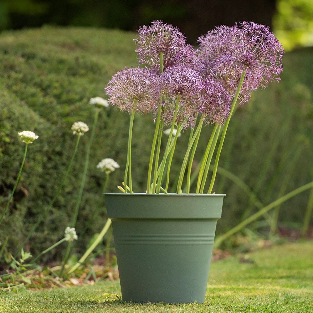 Product options image