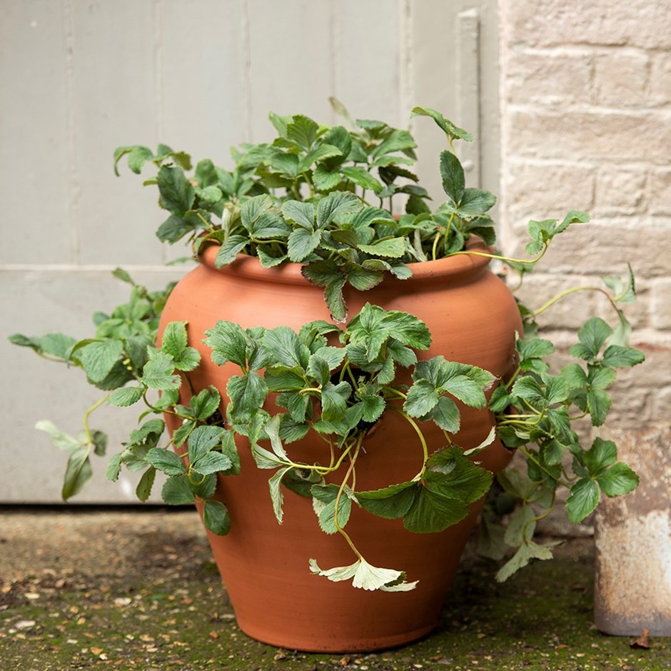 Terracotta strawberry pot