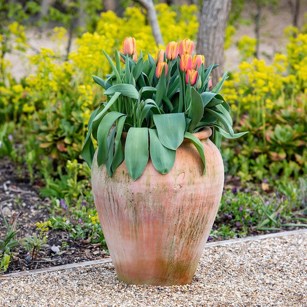 Terracotta tulip pot