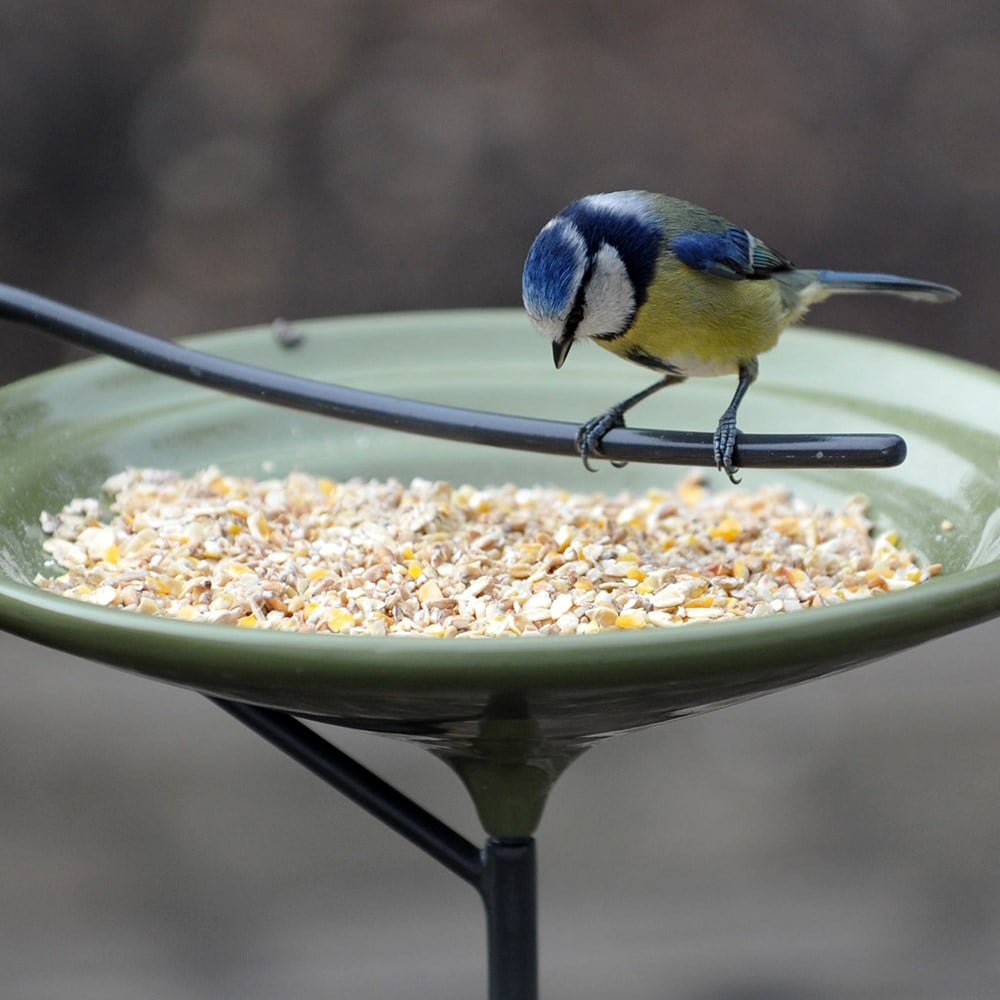 Bird,bird cage,bird bath,bird feeders,bird house