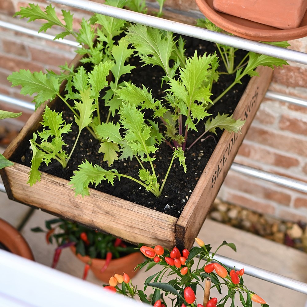 Small space aluminium half wall growhouse