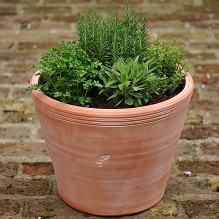 Kitchen garden terracotta pot - 2 sizes