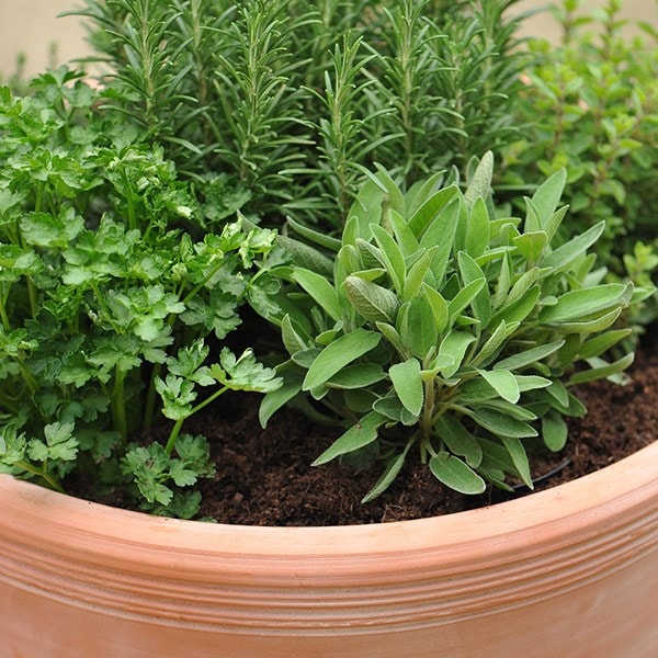 Kitchen garden terracotta pot