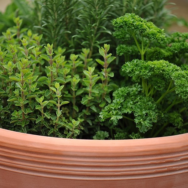 Kitchen garden terracotta pot