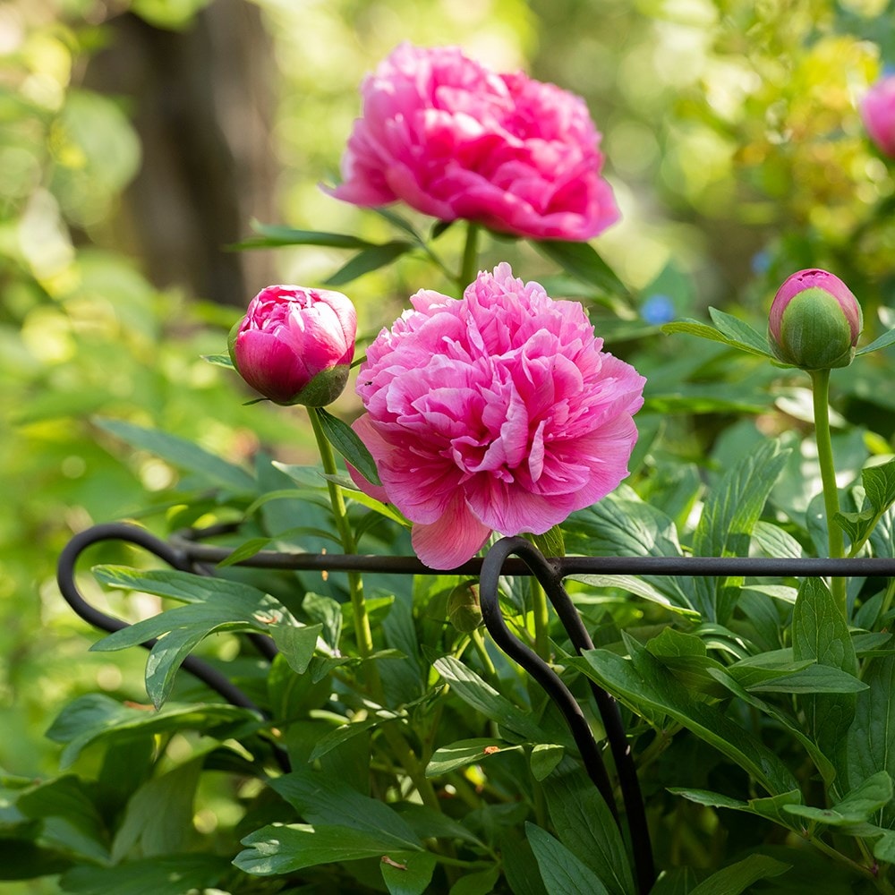 Product options image