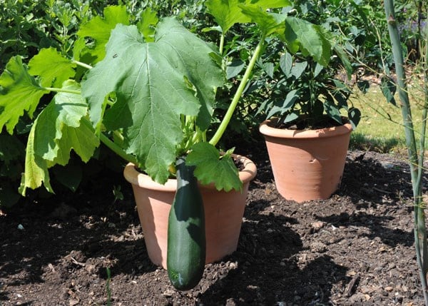 Terracotta grow pot